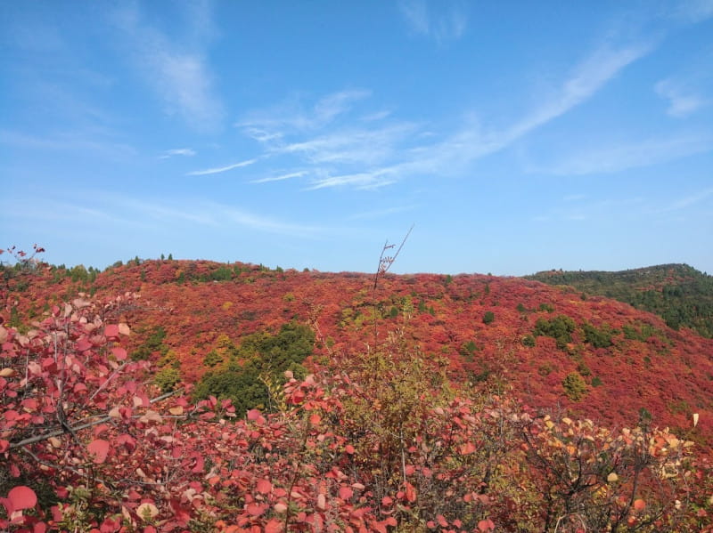 家乡香山的红叶